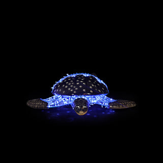 Turtle Swimming