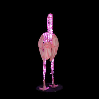 FLAMINGO STANDING