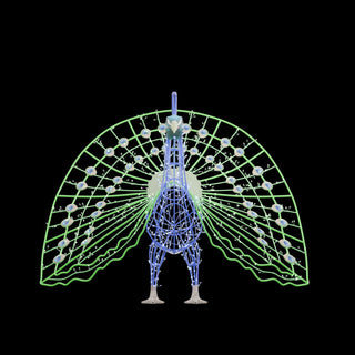 Peacock Dancing