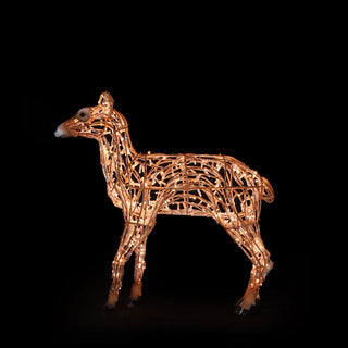 Deer Fawn Standing