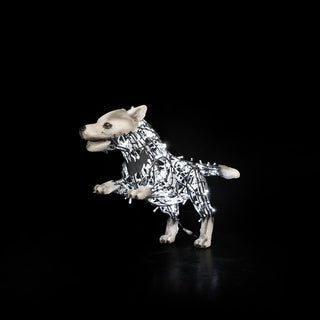Wolf Lucky