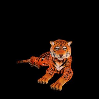 Tiger Laying